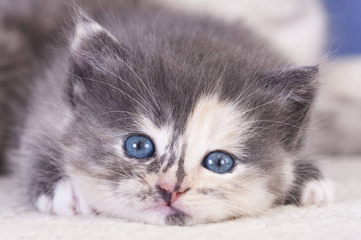 A small kitten with blue eyes