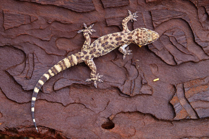 Gekon na starém stromě