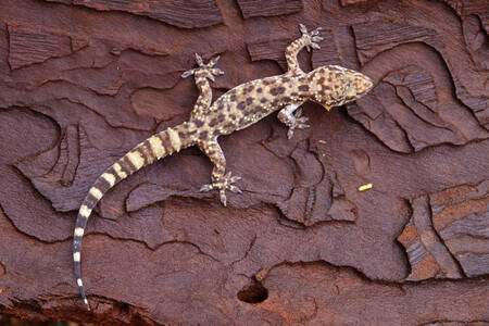 Gekon na starém stromě