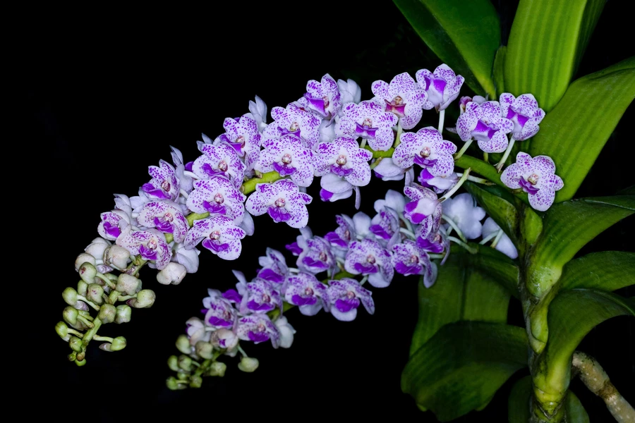 Orquídea malhada