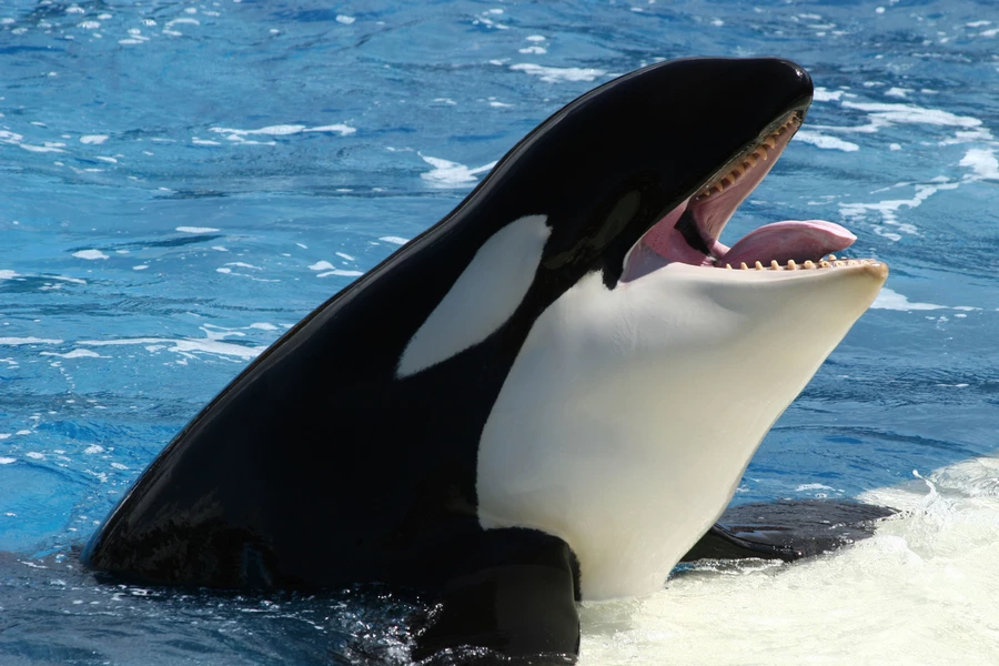 Orka