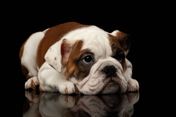 Britisk bulldog-hvalp