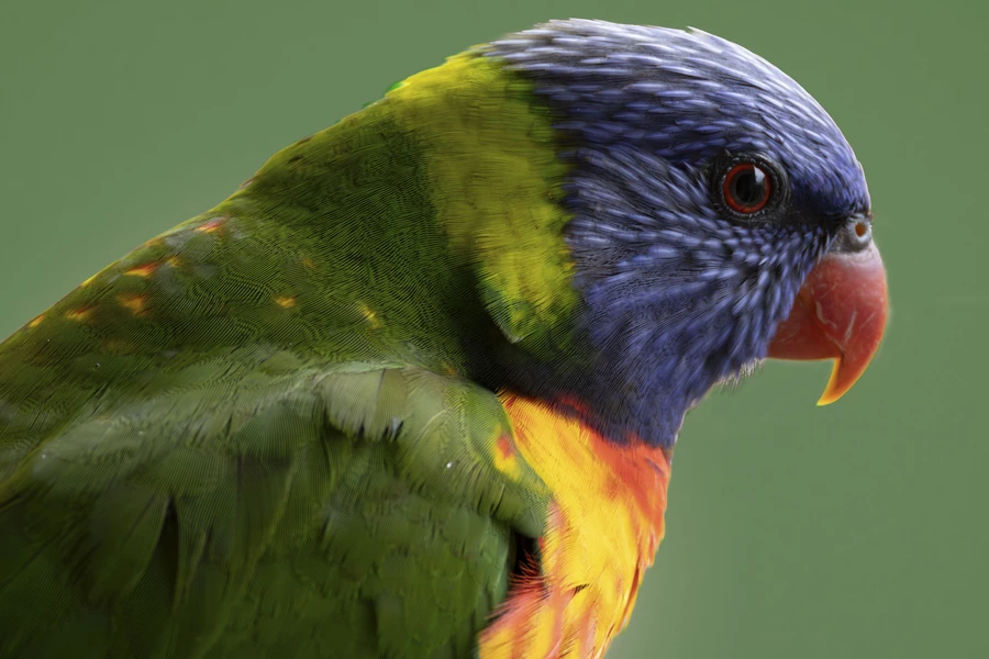 Lorikeet arc-en-ciel