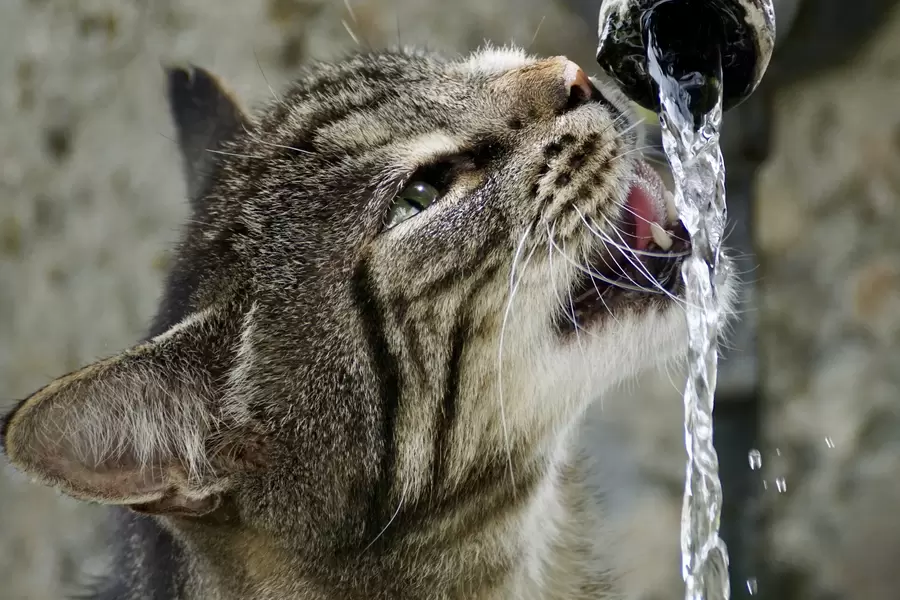 Котката пие вода
