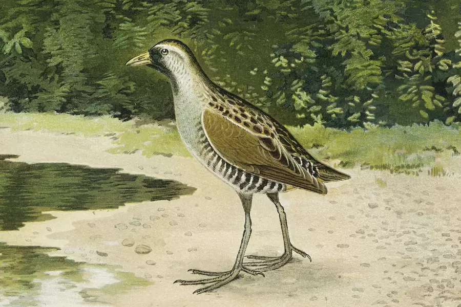 Sora de watervogel