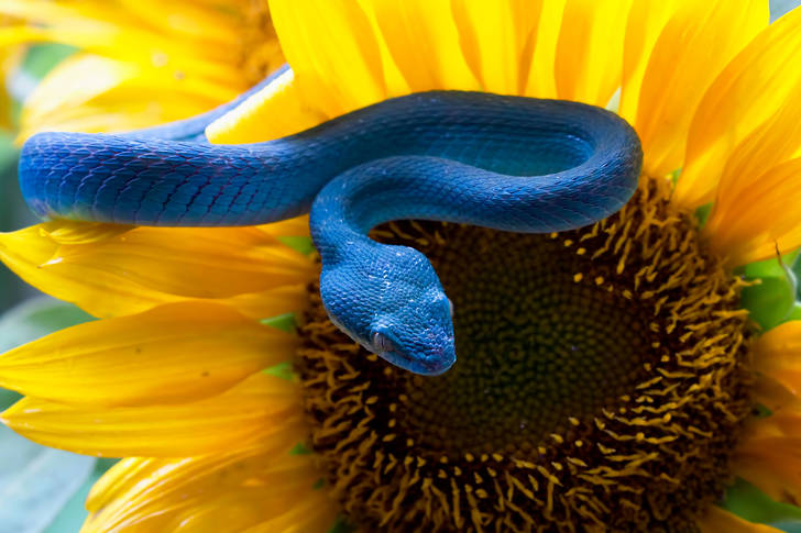 Blue viper on a sunflower