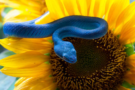 Blaue Viper auf einer Sonnenblume