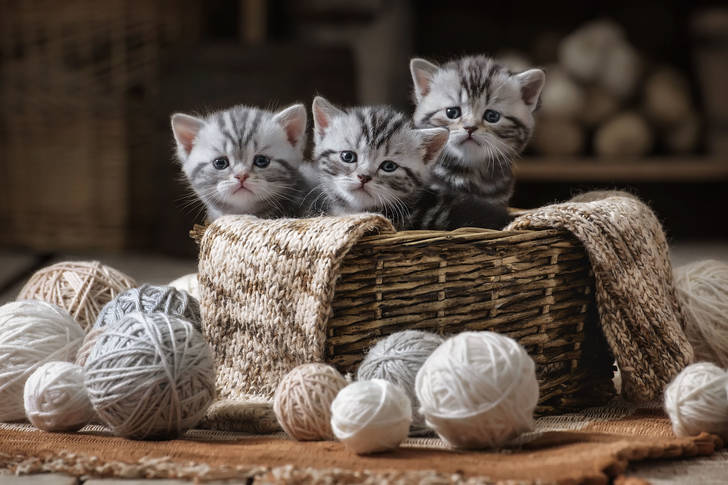 Gray kittens in a basket