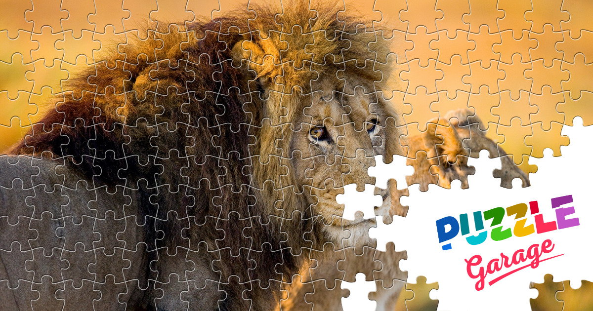 Two Lions Jigsaw Puzzle (Animals, Mammals) | Puzzle Garage