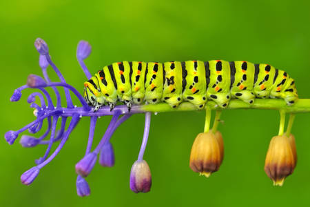 Caterpillar Mahaon