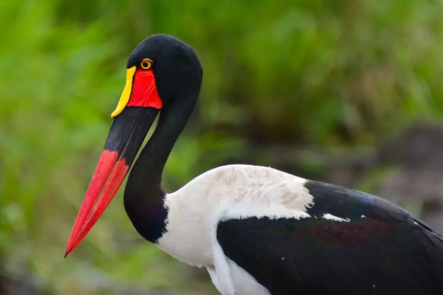 Saddle-billed stork