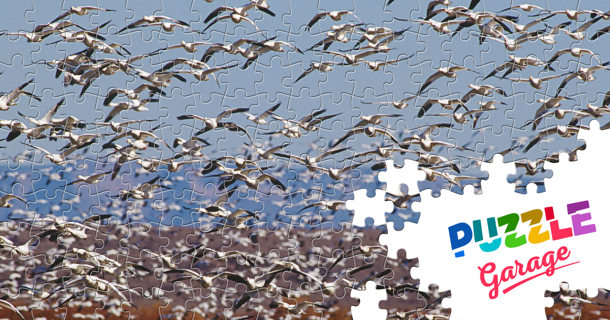Flock of geese Jigsaw Puzzle (Animals Mammals) Puzzle Garage