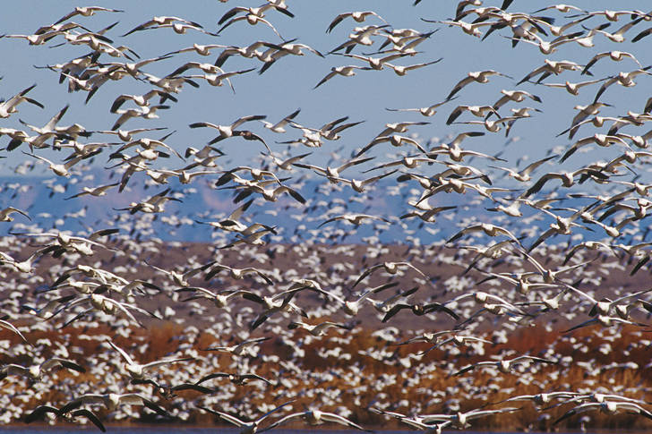 Flock of geese