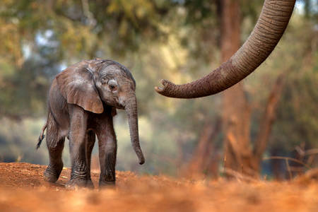 Liten elefant