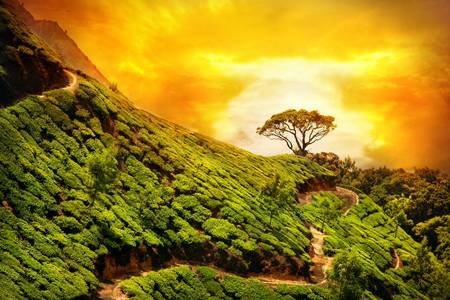 Plantación de té en Munnar