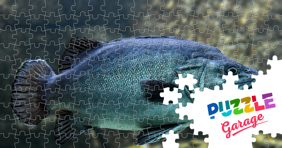 Fish Jigsaw Puzzle (Animals, Marine life) | Puzzle Garage