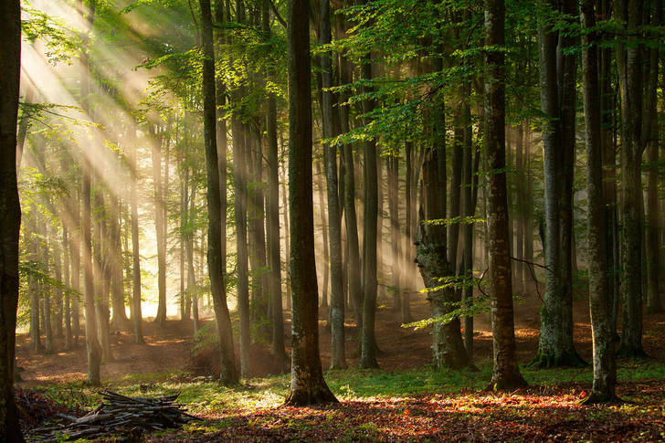 Forêt d'automne