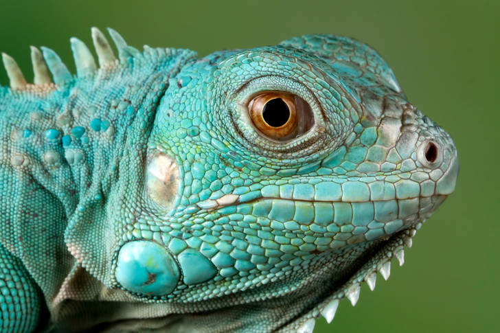 Blue iguana close up