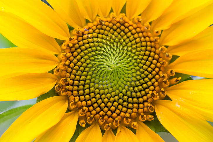 Слънчогледово цвете
