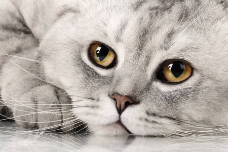 Britanska kratkokosa mačka