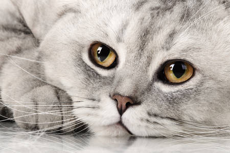 Gatto British shorthair