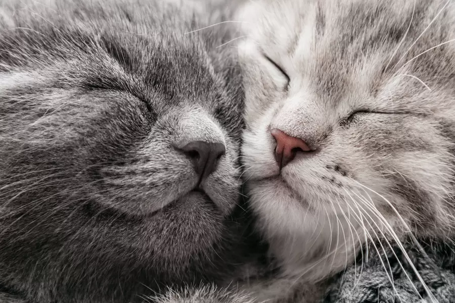 Gatitos durmiendo