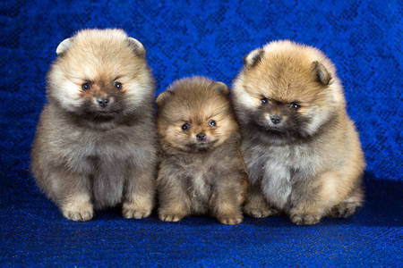 Pomeranian puppies on a blue background