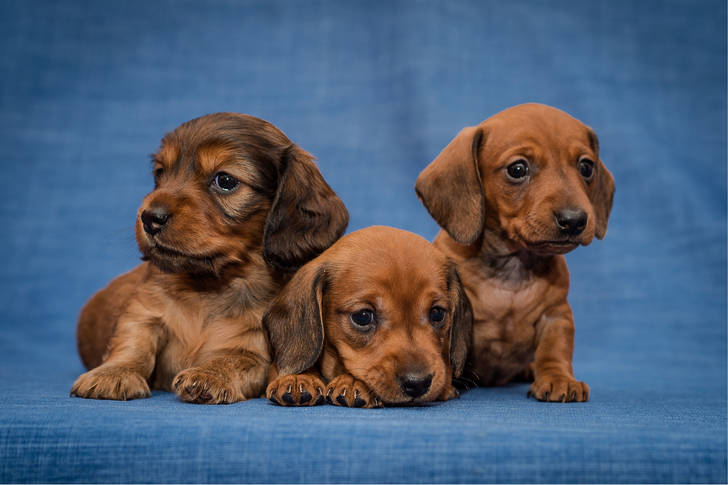 Little dachshund puppies