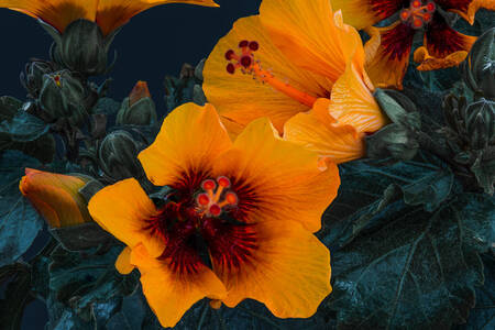 Flores Hibiscus