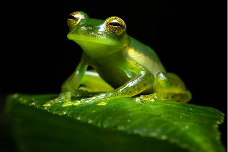 Sklenená žaba