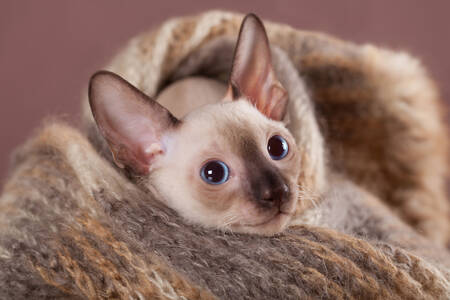 Sıcak bir battaniye içinde yavru kedi