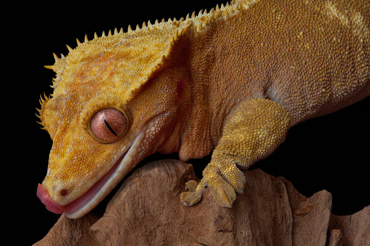 Gecko cu creastă