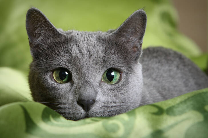 Šedá kočka se zelenýma očima
