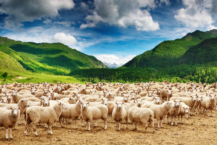 Koyun sürüsü