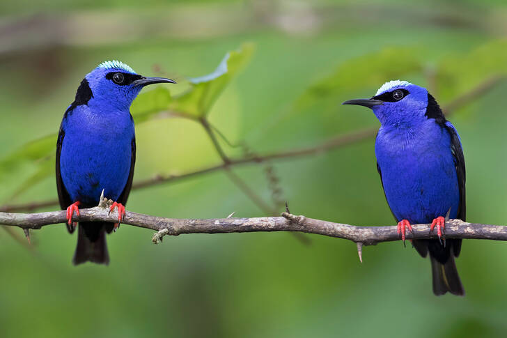 Uccelli blu