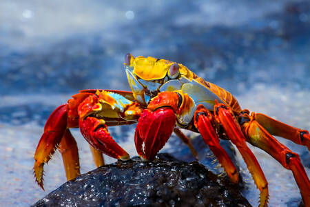 Crabe sur la pierre
