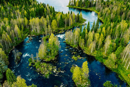 Aerial view of forest and river