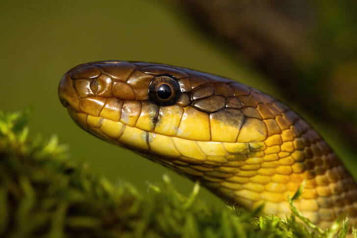 Aesculapian yılanı