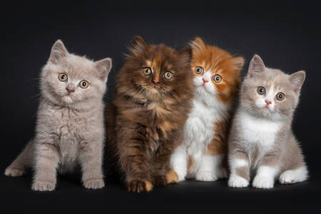 Kittens on a dark background