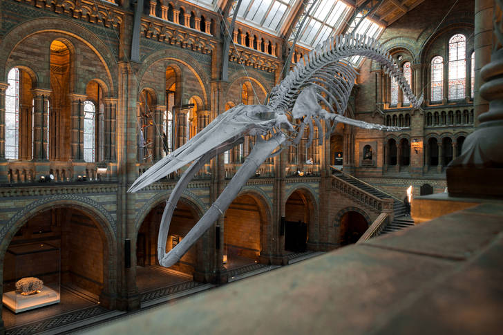 Esqueleto de ballena en el museo de Londres