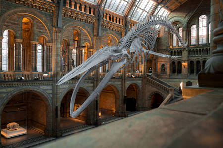 Китовый скелет в музее Лондона