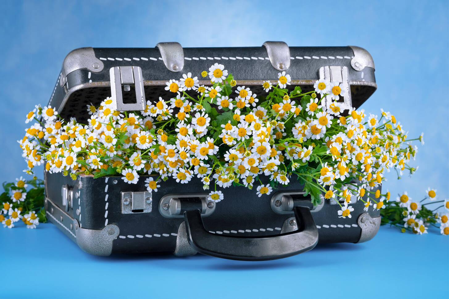 Daisies in a suitcase Jigsaw Puzzle (Plants, Flowers) | Puzzle Garage