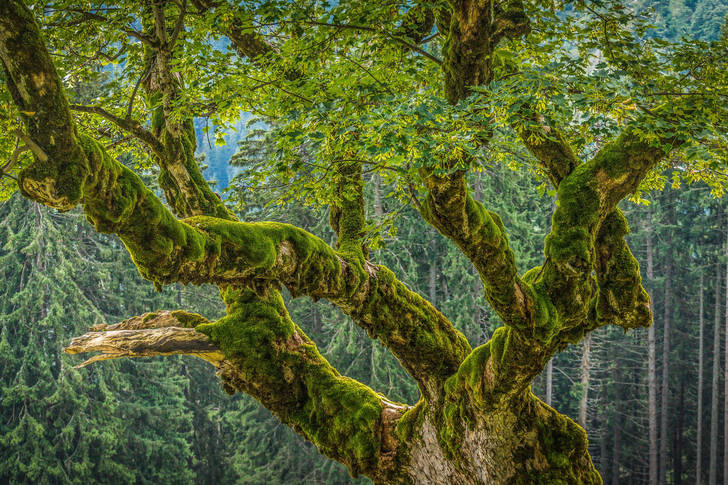 Tree in the moss