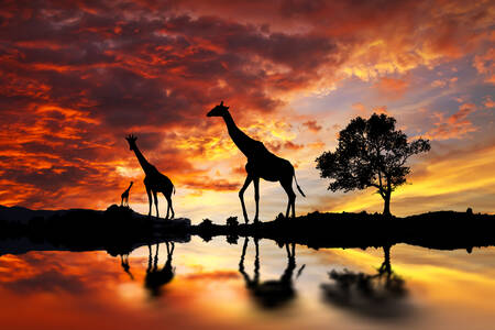 Giraffes by the lake