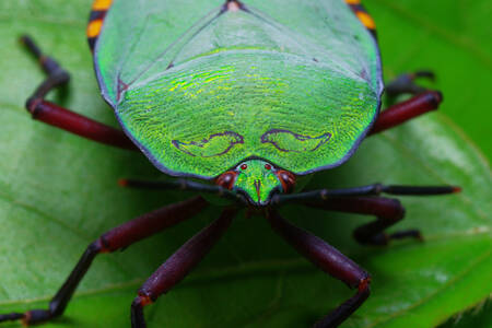 Insecto verde