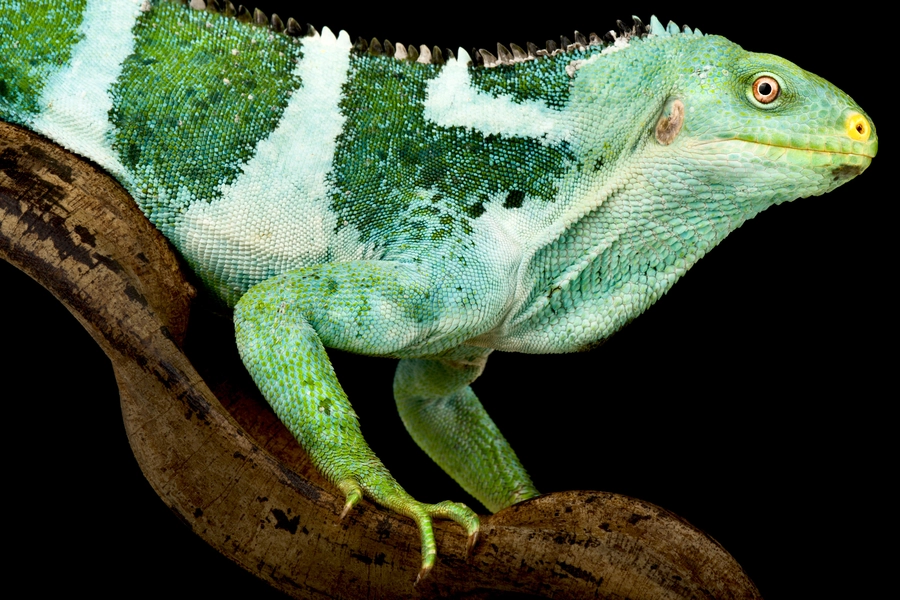 Fidži kukmasta iguana
