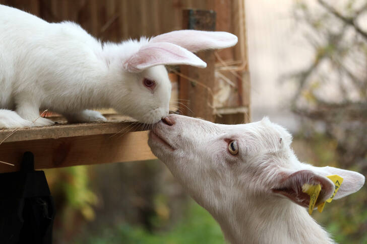 Biely králik a dieťa