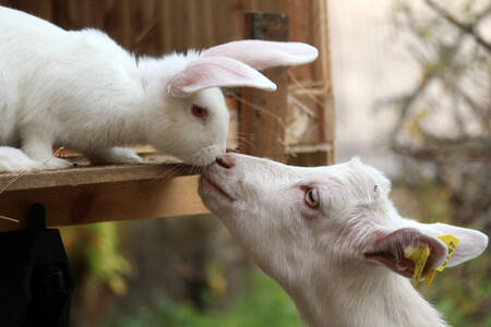 Conejo blanco y cabrito