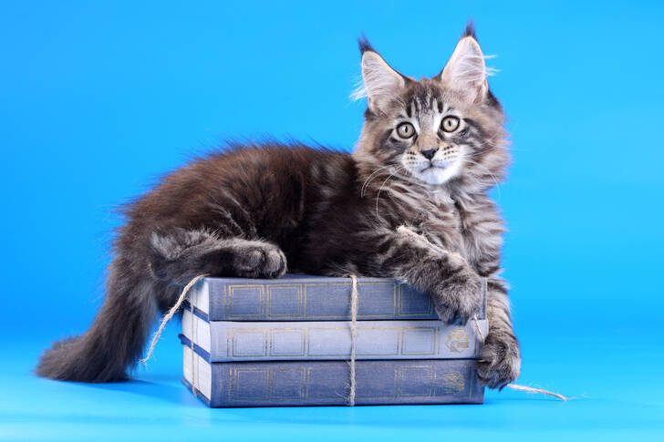 Maine Coon-katje op boeken