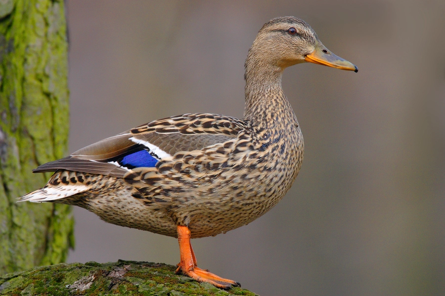 Bebek di cabang